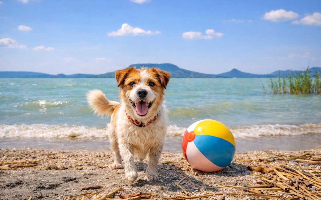 Urlaub mit Hund am Balaton – Impressionen aus dem Ferienhaus