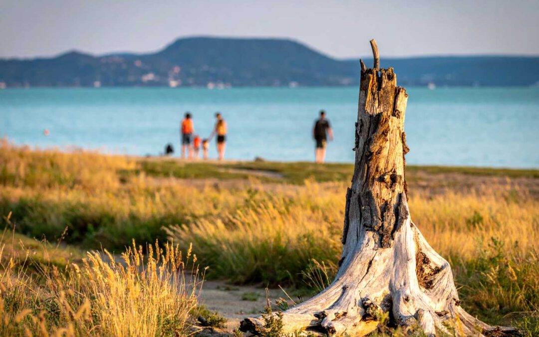 Familienurlaub am Balaton Urlaub in Ungarn Baumstumpf am Seeufer mit Blick auf tuerkisblauen See und Huegel im Hintergrund